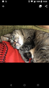 Scaricare Luma: converte heic in jpg Foto per Android Screenshot 3