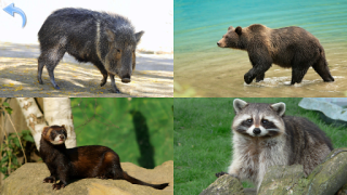 Scaricare Animals for Kids Apprendimento per Android Screenshot 6