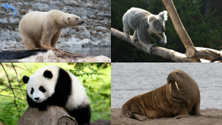 Scaricare Animals for Kids Apprendimento per Android Screenshot 7