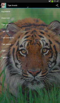 Scaricare Cats sounds Musica e audio per Android Screenshot 3