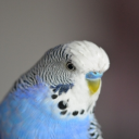 Scaricare  Appp.io - Suoni Parakeet