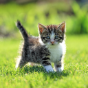 Scaricare  Cat Live Wallpaper