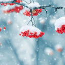 Scaricare  Beautiful Winter Live Wallpape