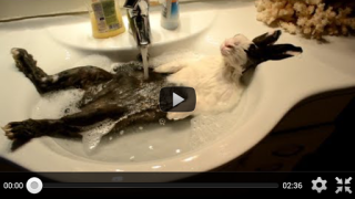 Scaricare Free Funny Videos for Whatsapp Intrattenimento per Android Screenshot 6