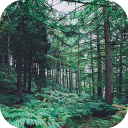 Scaricare  Forest Wallpapers HD (backgrounds & themes)
