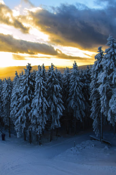 Scaricare Forest Wallpapers HD (backgrounds & themes) Personalizzazione per Android Screenshot 2
