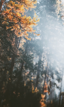 Scaricare Forest Wallpapers HD (backgrounds & themes) Personalizzazione per Android Screenshot 3