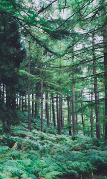 Scaricare Forest Wallpapers HD (backgrounds & themes) Personalizzazione per Android Screenshot 4
