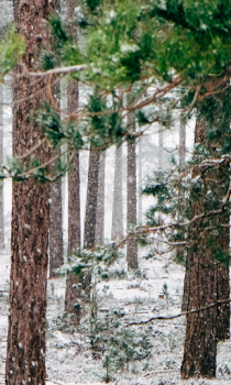 Scaricare Forest Wallpapers HD (backgrounds & themes) Personalizzazione per Android Screenshot 5