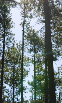 Scaricare Forest Wallpapers HD (backgrounds & themes) Personalizzazione per Android Screenshot 6