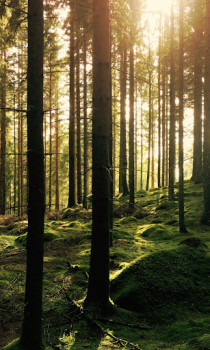 Scaricare Forest Wallpapers HD (backgrounds & themes) Personalizzazione per Android Screenshot 7