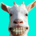 Scaricare  Funny Animal Videos: Cats Dogs
