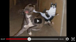 Scaricare Funny Animal Videos: Cats Dogs Intrattenimento per Android Screenshot 2