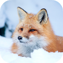 Scaricare  Fox Wallpaper HD: backgrounds & themes