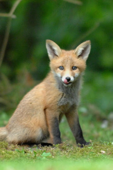 Scaricare Fox Wallpaper HD: backgrounds & themes Personalizzazione per Android Screenshot 2