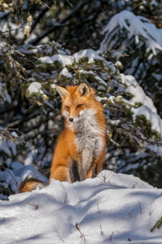 Scaricare Fox Wallpaper HD: backgrounds & themes Personalizzazione per Android Screenshot 3