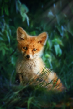 Scaricare Fox Wallpaper HD: backgrounds & themes Personalizzazione per Android Screenshot 4