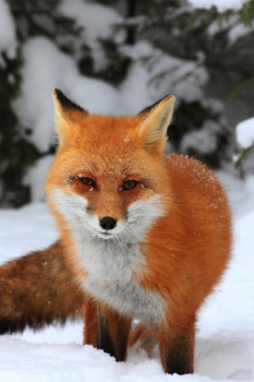 Scaricare Fox Wallpaper HD: backgrounds & themes Personalizzazione per Android Screenshot 5