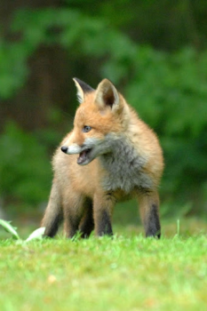 Scaricare Fox Wallpaper HD: backgrounds & themes Personalizzazione per Android Screenshot 6