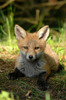 Scaricare Fox Wallpaper HD: backgrounds & themes Personalizzazione per Android Screenshot 7