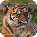 Scaricare  Tiger Wallpapers HD (backgrounds & themes)