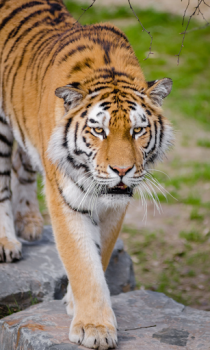 Scaricare Tiger Wallpapers HD (backgrounds & themes) Personalizzazione per Android Screenshot 2