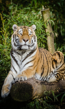 Scaricare Tiger Wallpapers HD (backgrounds & themes) Personalizzazione per Android Screenshot 3