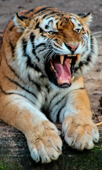 Scaricare Tiger Wallpapers HD (backgrounds & themes) Personalizzazione per Android Screenshot 4