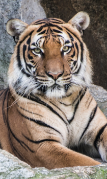 Scaricare Tiger Wallpapers HD (backgrounds & themes) Personalizzazione per Android Screenshot 5