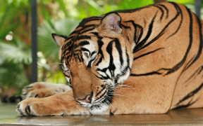 Scaricare Tiger Wallpapers HD (backgrounds & themes) Personalizzazione per Android Screenshot 6