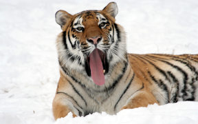 Scaricare Tiger Wallpapers HD (backgrounds & themes) Personalizzazione per Android Screenshot 7