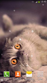 Scaricare Gatti Carini Sfondi Animati Personalizzazione per Android Screenshot 6