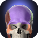 Scaricare  Anatomyka - Anatomia 3D