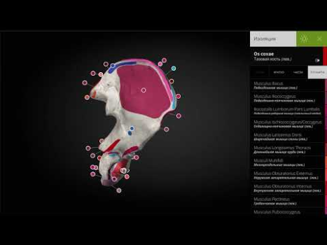 Scaricare Anatomyka - Anatomia 3D Medicina per Android Screenshot 8