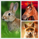 Scaricare  Animals LIve Wallpaper