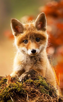 Scaricare Animals LIve Wallpaper Personalizzazione per Android Screenshot 2