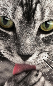 Scaricare Animals LIve Wallpaper Personalizzazione per Android Screenshot 3