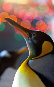 Scaricare Animals LIve Wallpaper Personalizzazione per Android Screenshot 6