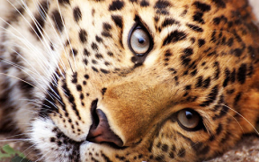 Scaricare Animals LIve Wallpaper Personalizzazione per Android Screenshot 7