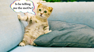 Scaricare Cat translator. Cat sounds. Meow joke Intrattenimento per Android Screenshot 2