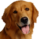 Scaricare  Dog Breeds