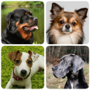 Scaricare  Razze canine - Quiz sui cani!