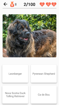 Scaricare Razze canine - Quiz sui cani! Quiz per Android Screenshot 2
