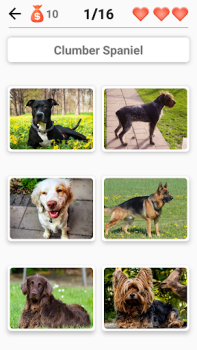 Scaricare Razze canine - Quiz sui cani! Quiz per Android Screenshot 6