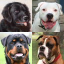 Scaricare  Cani - Foto-quiz sulle razze