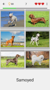 Cani - Foto-quiz sulle razze