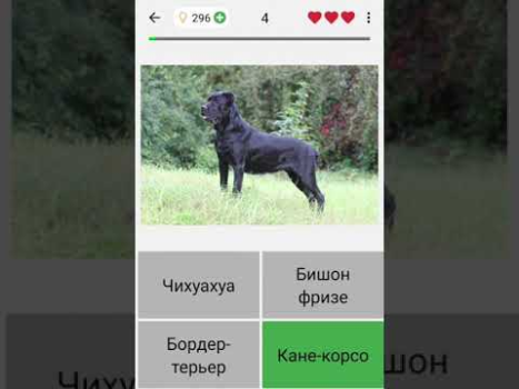 Cani - Foto-quiz sulle razze