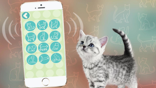 Scaricare Переводчик на кошачий язык Intrattenimento per Android Screenshot 2