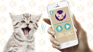 Scaricare Переводчик на кошачий язык Intrattenimento per Android Screenshot 4