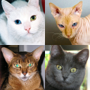 Scaricare  Gatti - Foto-quiz sulle razze